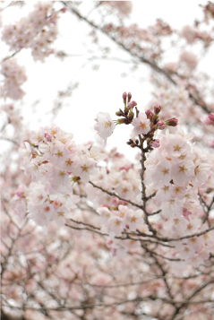 袋川の桜