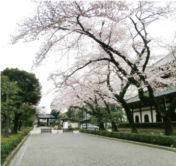 鑁阿寺のさくら