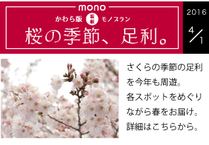 桜の季節、足利。